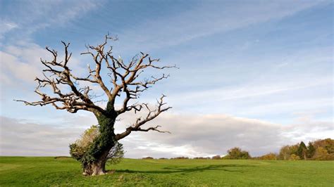 trees dying from scratch